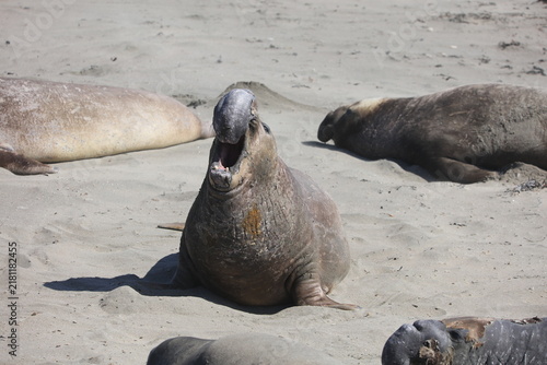 Elephant Seal on Beach