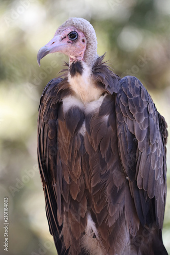 close up of a vulture