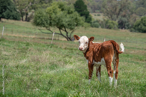 Calf