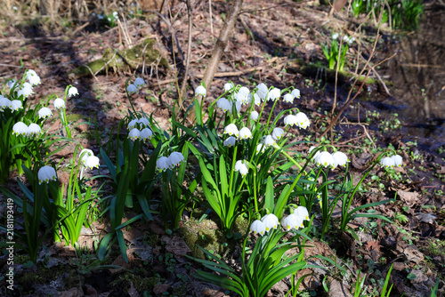 Snow-white spring snowflakes bloom in dense clusters on a forest glade near a stream. The first spring flowers push through last year's leaves under soft sunlight. Atmospheric shot beautifully capture