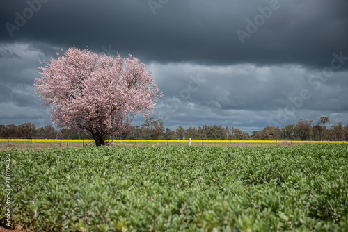 Australian Spring 