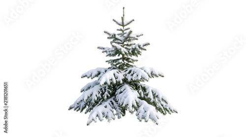 Fresh Snow Layered Across Evergreen Branches