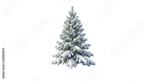 Dense Evergreen Tree with Fresh Snowfall