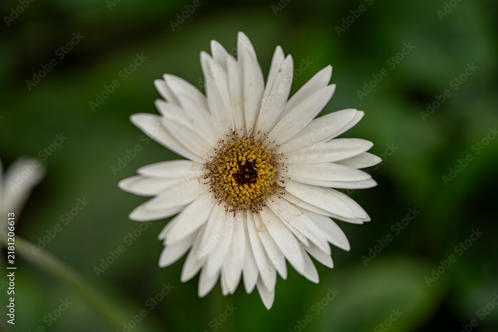 Fototapeta premium A vibrantwhite daisy flower captured in macro detail, highlighting delicate petals and natural texture, perfect for romantic or botanical themes.