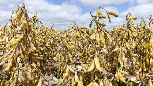 soybean. Soybean farm field under a vast open sky, showcasing rural agricultural scenery. travel magazines, destination branding, designed for outdoor magazines and nature guides, used by professors.