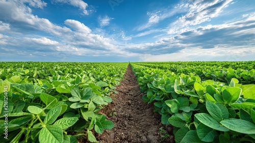 soybean. Soybean farm field under a vast open sky, showcasing rural agricultural scenery. travel magazines, destination branding, designed for outdoor magazines and nature guides, used by professors.