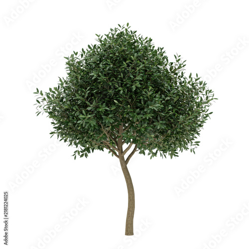 A single deciduous tree with dense green foliage and a slender brown trunk isolated on a transparent background