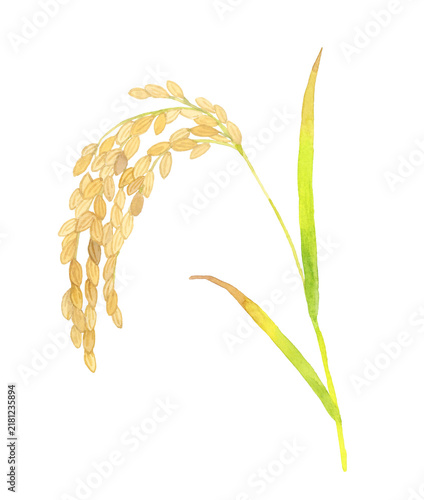 稲穂・米（単品）　手描き水彩イラスト素材