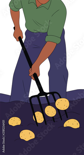 Gardener harvesting potatoes with a pitchfork