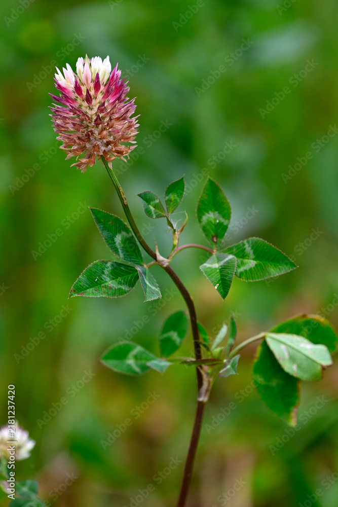 Obraz premium Red clover // Wiesenklee, Rotklee (Trifolium pratense) - Sierra Sintra, Portugal