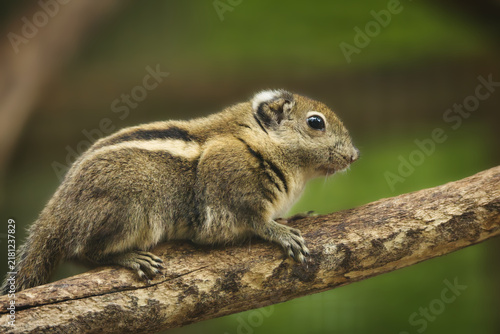 Swinhoe's Striped Squirrel Perched on a Tree Branch in Nature
