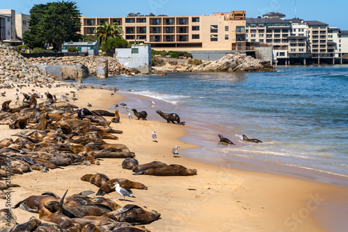 Obraz na płótnie Large Colony of California Sea Lions on San Carlos Beach, Monterey, California