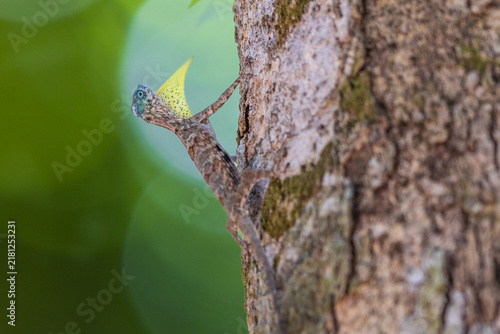 The  Draco sumatranus, a rare draco on the tree.