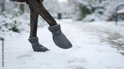 Greyhound forepaw above snow isolated on clean