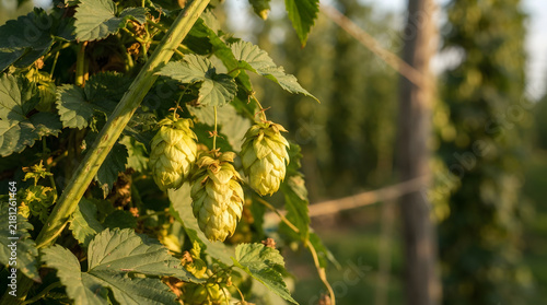 Hop cones hanging on bine isolated clean surface