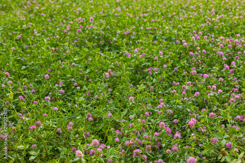 Expansive flowering clover meadow across a peaceful rural landscape. Wide view of a lush green clover field with scattered pink blossoms extending across the countryside toward a distant tree line. 
