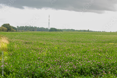 Принти на полотні Lush red clover agricultural field beneath an overcast summer sky