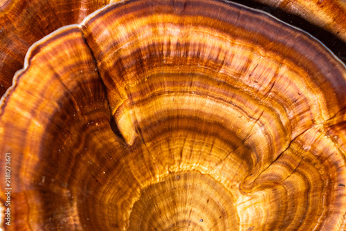 Vibrant patterns and colors of wild mushrooms from Thai forests.