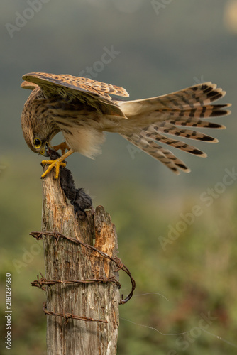 Female kestrel (Falco tinnunculus), a wild bird of prey holding a captured mouse on a perch, showing natural predatory and feeding behaviour.