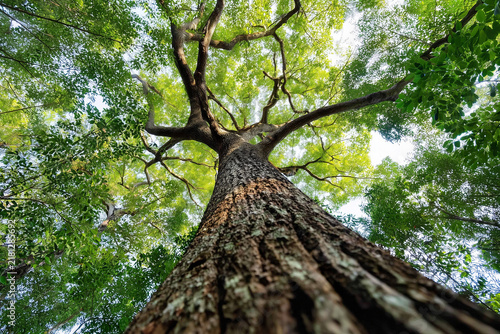 View of a tree trunk and canopy from the ground