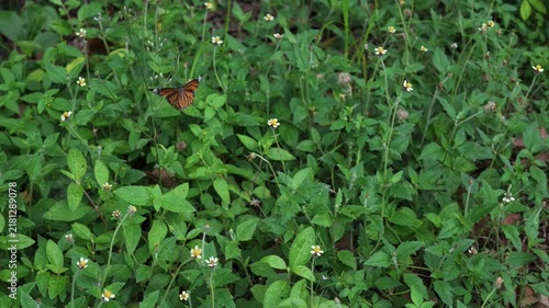 Common tiger butterfly feeding on tiny white wildflowers in a lush green summer meadow