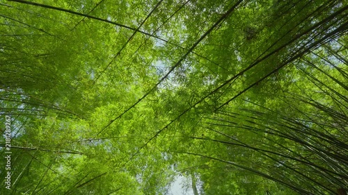 Low angle view looking up at a green bamboo forest canopy rotating against the bright sky
