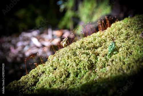 Macro Moss with Spore Capsules
