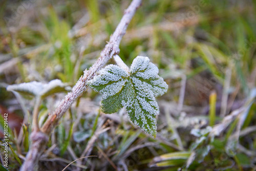 Frost Covered Green Leaf