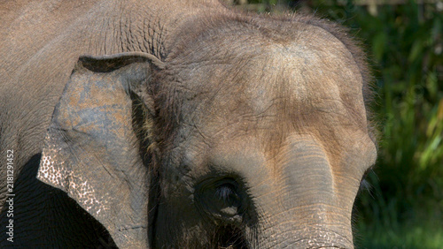 Bild auf Leinwand Close Up of an Asian Elephant Head and Ear in Sunlight