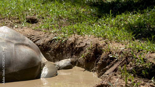 Bild auf Leinwand Aldabra Giant Tortoise Resting in a Muddy Wallow in Australia