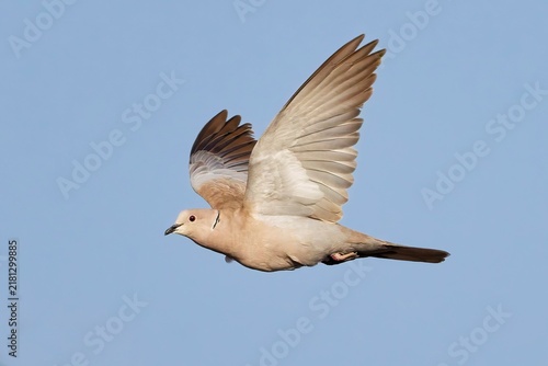 Collard dove in flight