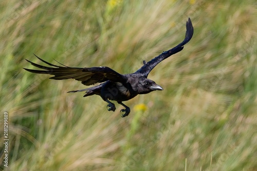 Crow in flight