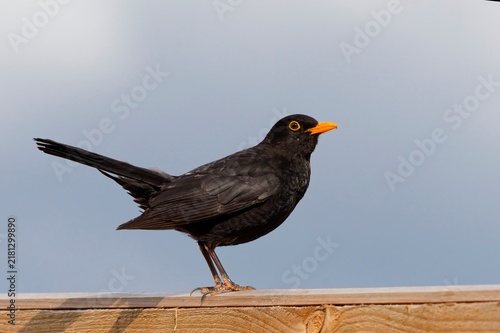 Blackbird on fence