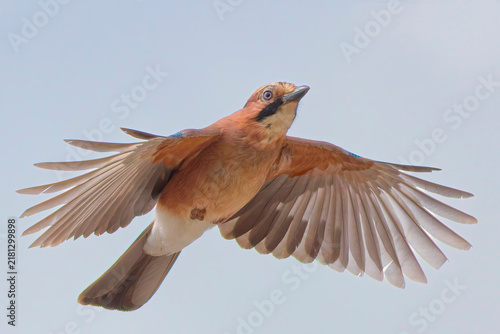 Jay in flight 