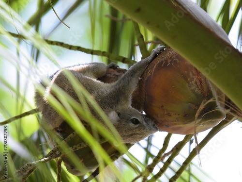фотографія The variegated squirrel is drilling into a coconut