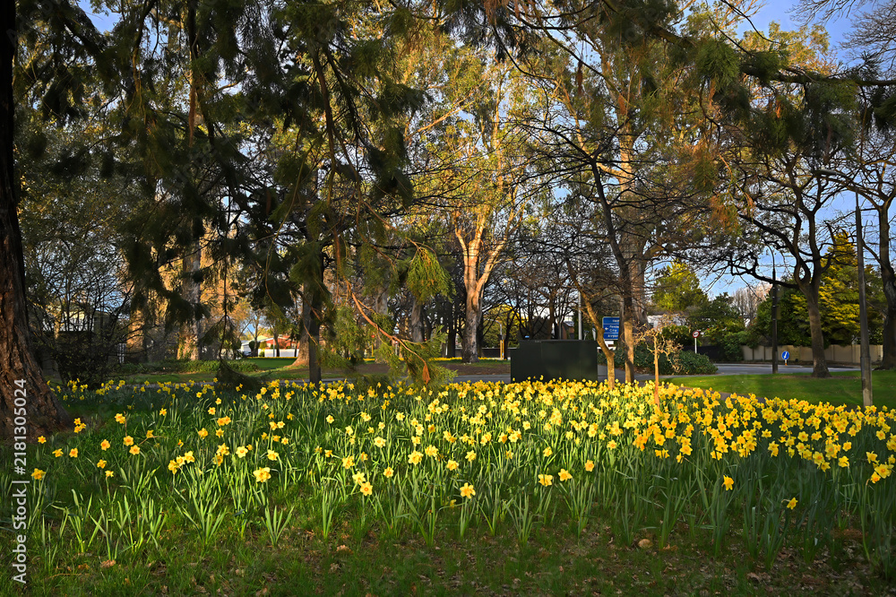 Obraz premium Daffodils at Dawn in Flay Park, Christchurch New Zealand