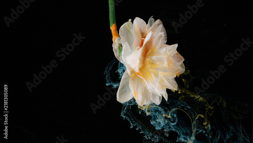 Fotografie White and pale yellow layered flower with green stem on black background, with f