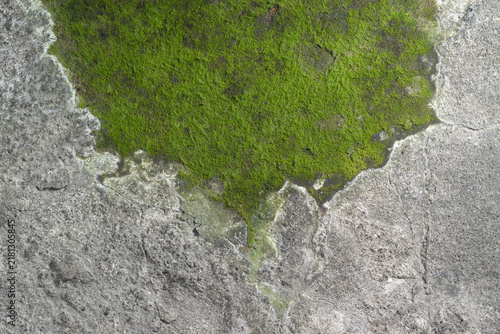 Close-up full frame view of bright green moss growing on a rough, cracked old concrete surface. Natural moss background texture on weathered cement wall or floor.
