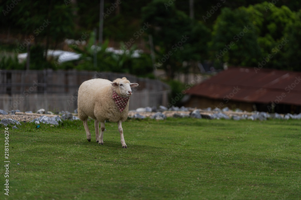 Obraz premium Flocks of White Sheep Grazing Fresh Green Grass on Hillside Farm Field