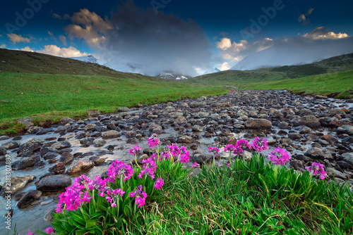 Summertime Mountain Landscape with Blooming Wildflowers 