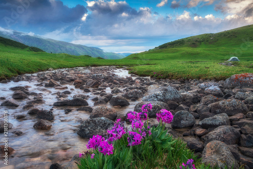 Summertime Mountain Landscape with Blooming Wildflowers 