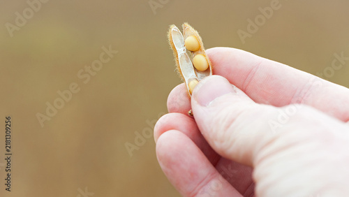 Glycine max. soy in hand. elite soybeans in the farmer's hand, holding his fingers. full pods of soybeans. autumn season. harvesting, autumn harvest, close-up, macro photo