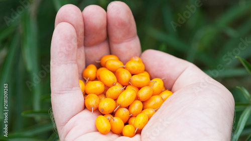 Cuadro en lienzo Hand holding ripe sea-buckthorn berries