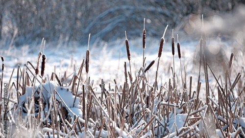Foto Typha close-up