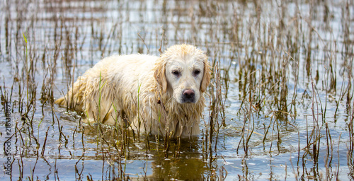 Foto A hunting dog stalks prey in a river