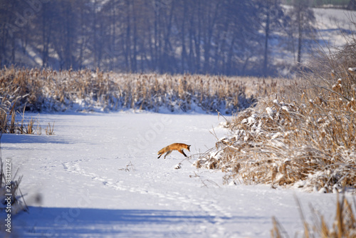 Canvastavla Vulpes, Red Fox in the Snow