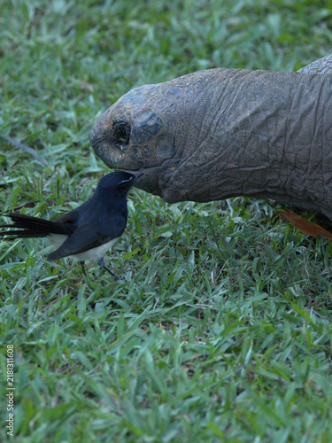 Obraz na płótnie Willie Wagtail Bird Touching Beak to Aldabra Giant Tortoise Nose