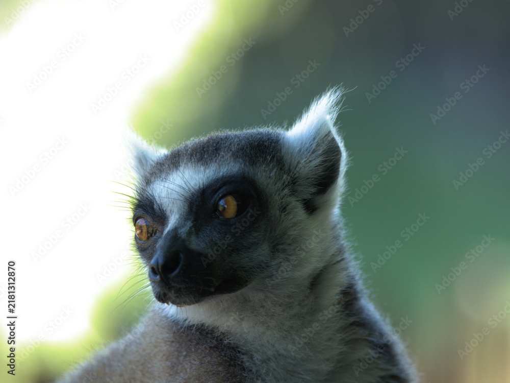 Fototapeta premium Close-up Portrait of a Ring-Tailed Lemur with Bright Orange Eyes
