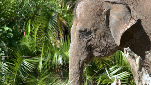 Fotografía Close Up Profile of an Asian Elephant Head in Bright Sunlight