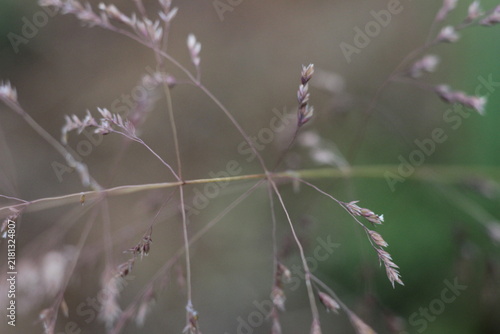 Obraz na płótnie Close up shot of dry grass stems and seeds with a soft blurred background